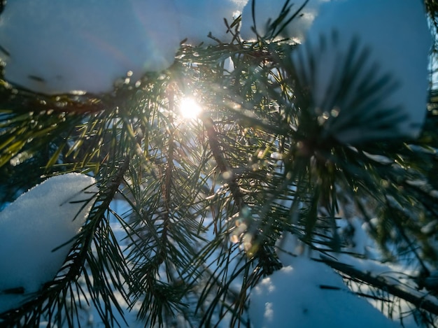 Bright sun shines through the green needles of pine branches covered with snow after a snowfall on a