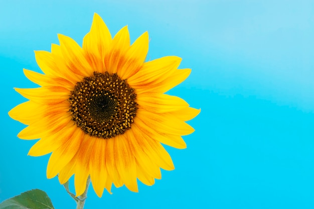 Bright sunflower isolated on blue