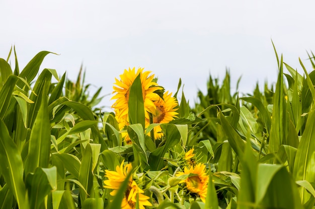 農地に黄色い花びらを持つ明るいヒマワリ、夏にトウモロコシと一緒に成長するヒマワリの花序、2つの農作物が一緒に