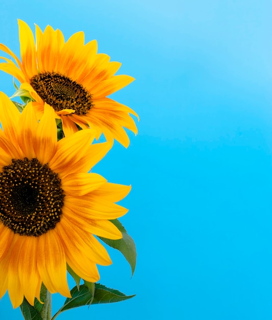 Bright sunflowers isolated on blue