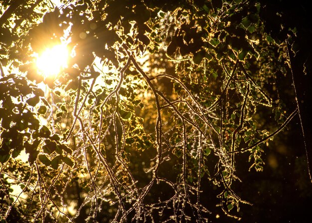 Bright sunlight breaks through the branches of the trees