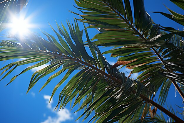 Bright sunlight over the palm leaves against clear sky ar c v