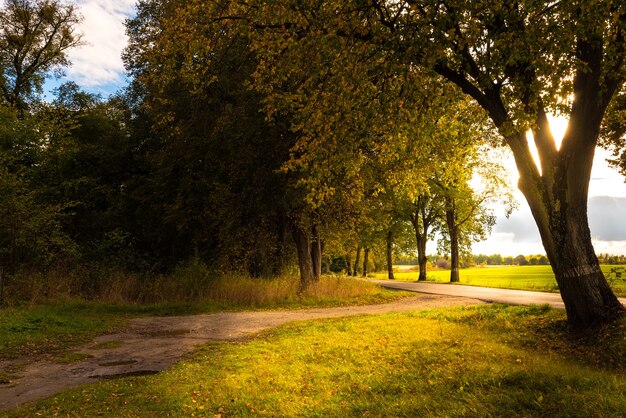 Bright sunlight through the leaves of a tree falls on the edge\
of a country road