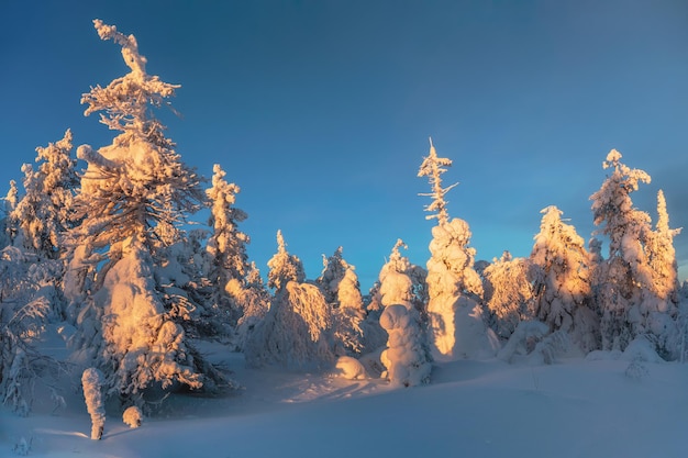 モミの木の明るく日当たりの良い奇妙なシルエットは雪で埋め尽くされています。北極の過酷な自然。青い凍るような空を背景に、山腹のクリスマスモミの木が雪で覆われていました。