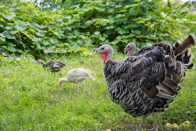 On a bright sunny day in the village in the summer a family of turkeys walks in the garden