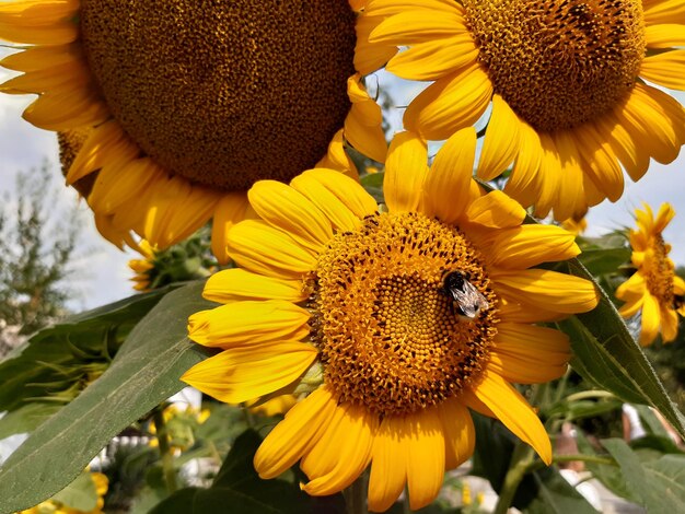 Bright and sunny flowers. Sunflowers with bumblebees and bees that collect nectar.