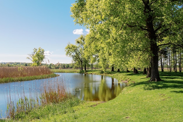 Photo bright sunny landscape with trees and reeds near the river