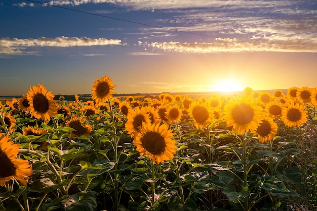 Bright sunset over field with blooming sunflowers