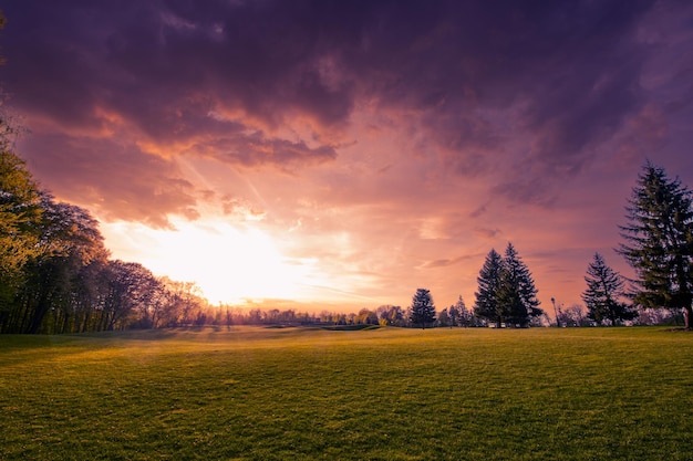 Bright sunset forest edge and green meadow