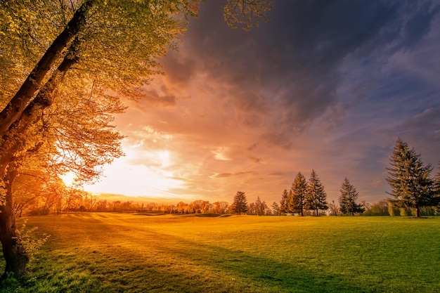 Bright sunset forest edge and green meadow