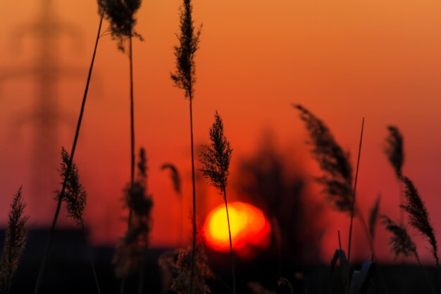 Bright sunset over lake through reeds reed silhouettes with orange sunset