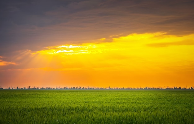 Яркий закат над пшеничным полем. Композиция природы
