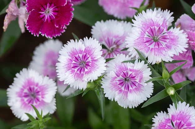 밝은 스위트 윌리엄 꽃 Dianthus barbatus 꽃이 만발한 정원 Dianthus 꽃 Dianthus spp