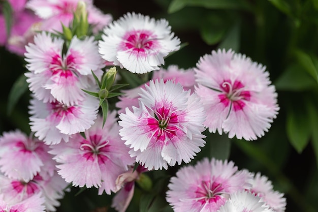 Яркие цветы Sweet William Dianthus barbatus цветут в саду Цветы Dianthus Dianthus spp.