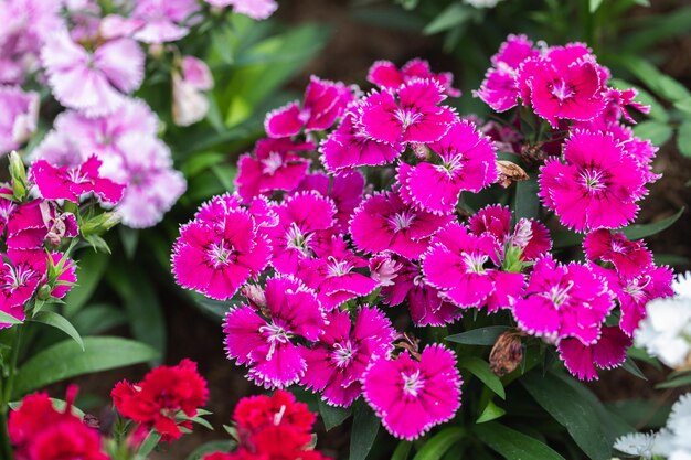 Яркие цветы Sweet William Dianthus barbatus цветут в саду Цветы Dianthus Dianthus spp.