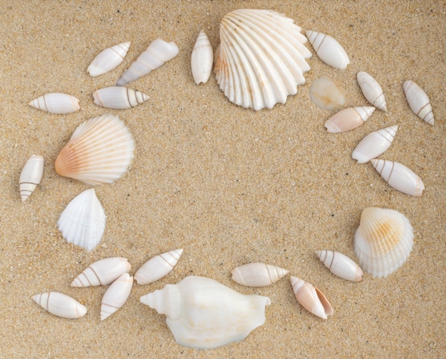 Bright table with Different Sea Shells