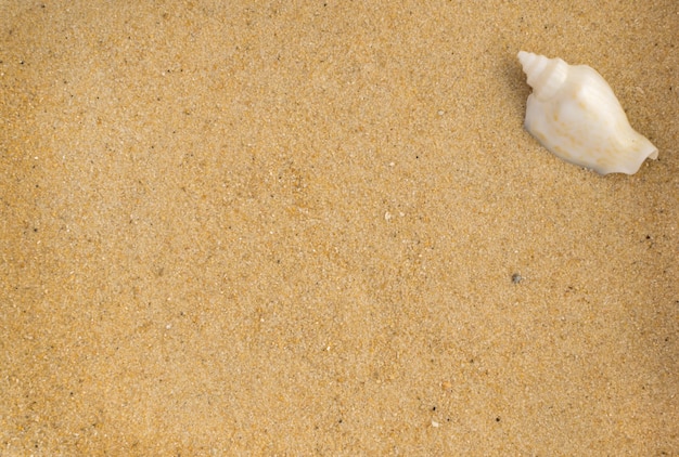 Bright table with Sea Shell