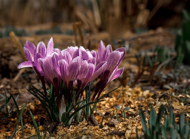 Bright tender first spring flowers purple crocuses in a forest clearing closeup