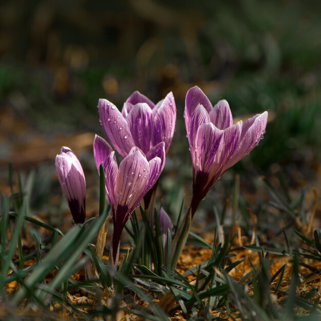 Bright tender first spring flowers purple crocuses in a forest clearing closeup