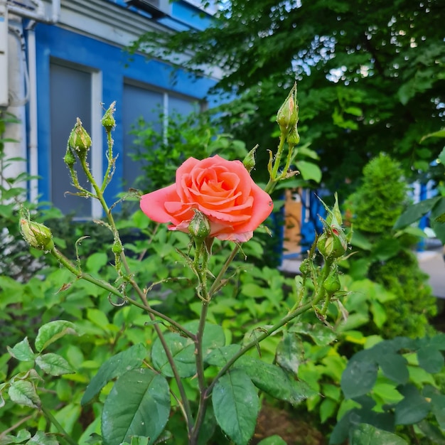 緑の茂みに明るいテラコッタ ローズ、庭の美しい花、緋色のバラ