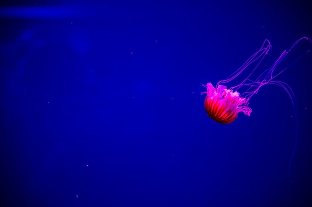 Bright transparent neon jellyfish in the aquarium