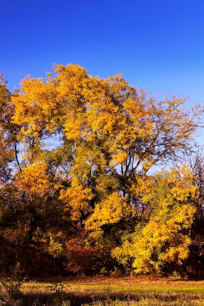 Photo bright tree in the park. high quality photo