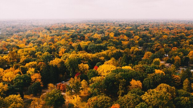 Photo bright trees growing in autumn woods under foggy sky