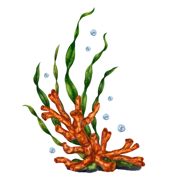 a bright tropical composition with underwater flora red coral seaweed and rock digital illustration