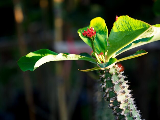 사진 밝은 열대 꽃과 식물 은 은 날