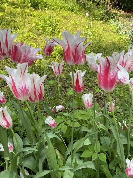 Foto tulipani brillanti giardino botanico