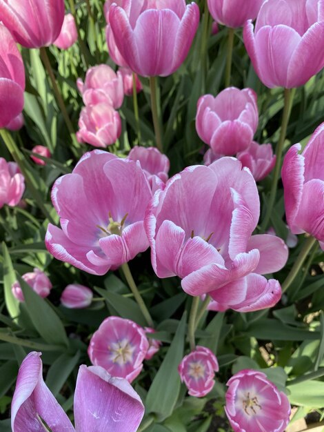 bright tulips botanical garden