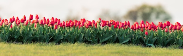 Bright tulips at dawn a blooming field covered with flowers to the horizon