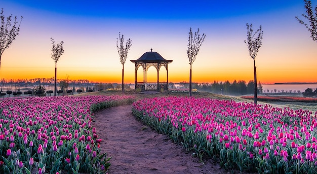 Bright tulips at dawn a blooming field covered with flowers to the horizon