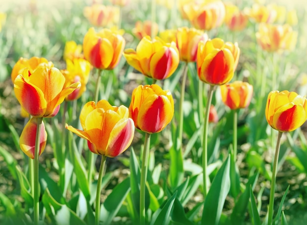 Bright tulips with beautiful sunlight.  Red Yellow flowers on flowerbed in spring sunny day. Selective focus.