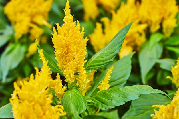 태양 금색 깃털 배경 자산과 함께 꽃이 만발한 밝고 활기찬 노란색 Celosia