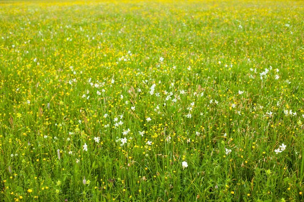 フィールドの美しい夏の花の花の明るいビュー