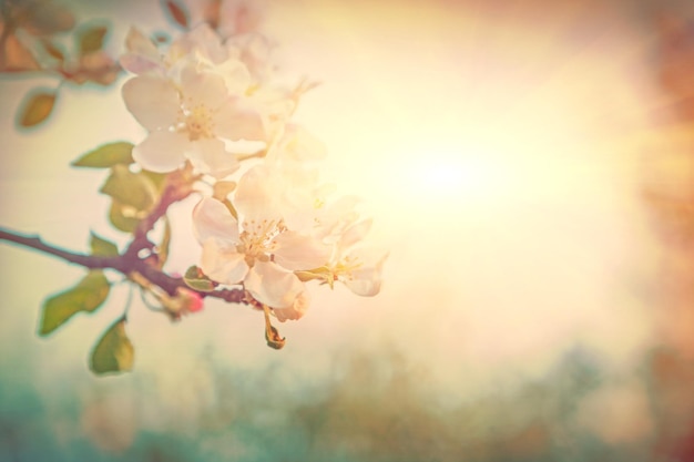 Bright view on blossoming apple tree flowers on blurred foggy sunny background