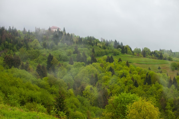 Bright view of summer environment with green forest and mist above high mountains