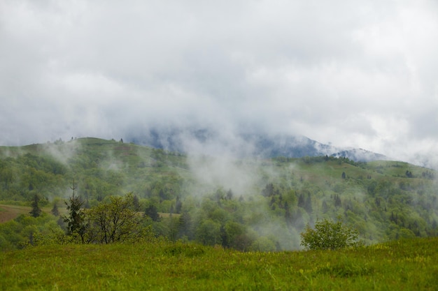 Bright view of summer environment with green forest and mist above high mountains