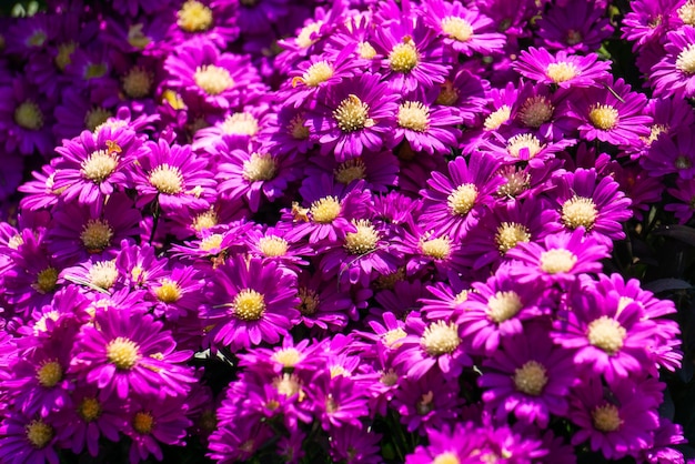 Bright violet chrysanthemum background