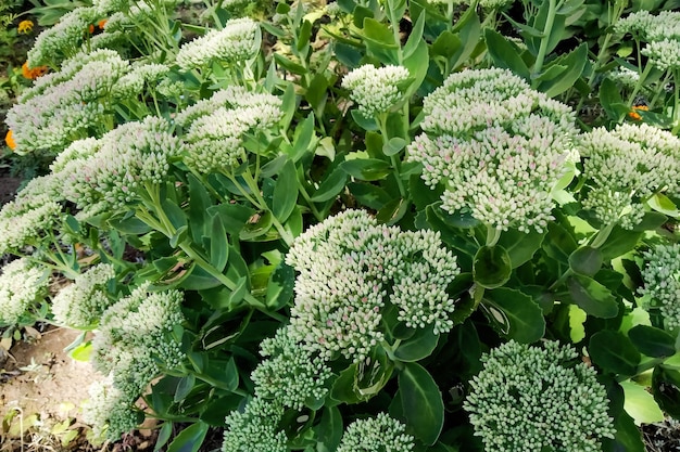 Fiori bianchi luminosi tra il primo piano delle foglie verdi