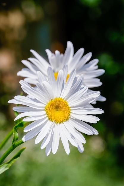 Bright white flowers daisies Closeup saturated colours