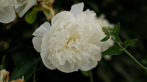 Bright white peony blossomed in early spring