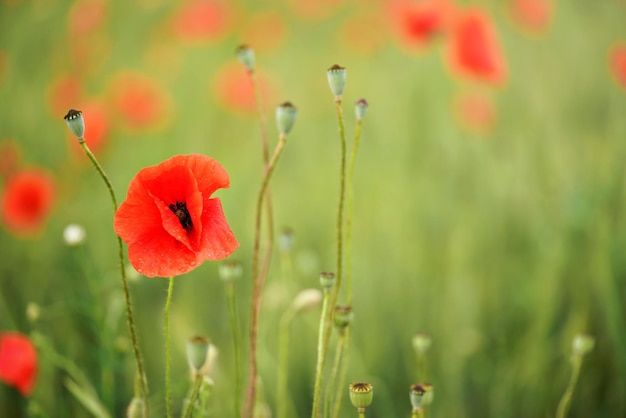 明るい野生の赤いケシの花、緑の未熟な麦畑で育つ雨に濡れた花びら