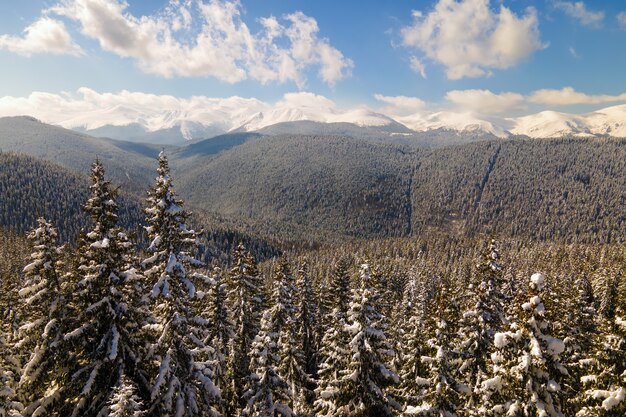 寒い冬の日に山の森で新雪に覆われた松の木のある明るい冬の風景。