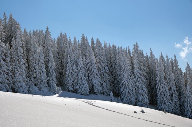 Bright winter landscape with pine trees covered with fresh fallen snow in mountain forest on cold wintry day.