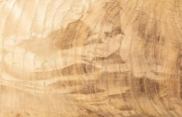 Bright wooden abstract background from an oak slab with clear annual rings and chaotic dark spots