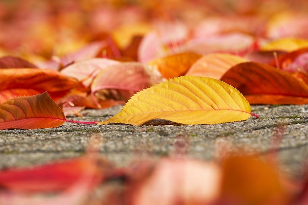 鮮やかな黄色の紅葉、秋の季節