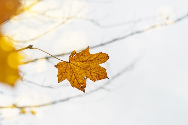 浅い焦点で小枝に明るい黄色の秋の葉