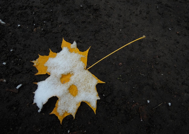Bright Yellow Autumn Leaf With Snow Cap On A Black Soil Detailed Stock Photo